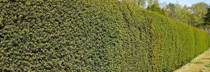 Eine lange, dichte grüne Hecke